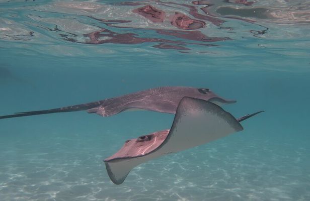 Private lagoon tour (rays, sharks, turtles) by boat in Moorea