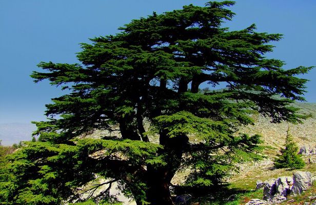 Private Tour: Cedars of Lebanon, Kozhaya and Besharreh Day Trip from Beirut