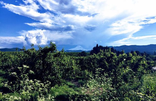 Private Tour at The Hood-Columbia Loop: Timberline, Orchards, and Waterfalls