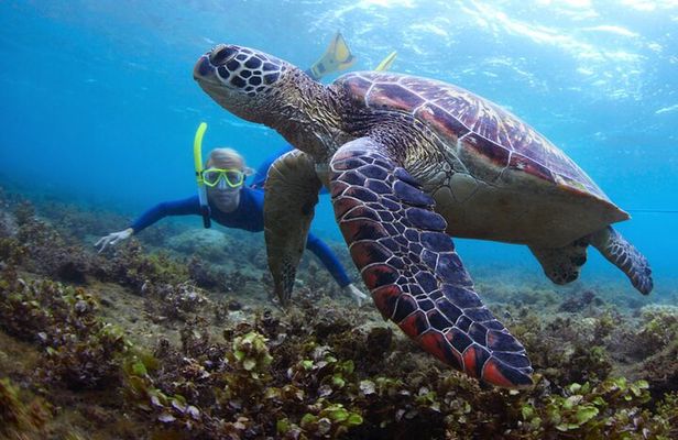 Snorkeling and Watersport Activities at Fujairah Snoopy Island