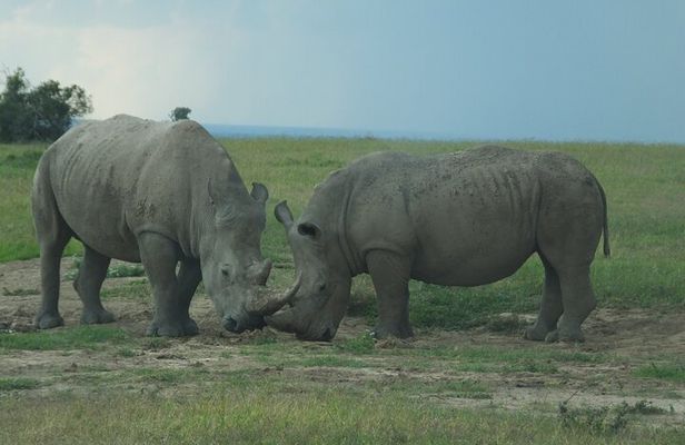 5 Days Rhino Safari, 1 Night Olpajeta, 1 Night Lake Nakuru, 2 Nights Maasai Mara