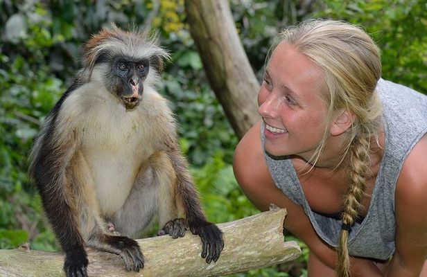 Private Tour to Jozani Forest Reserve Half-Day Guided Tour from Zanzibar