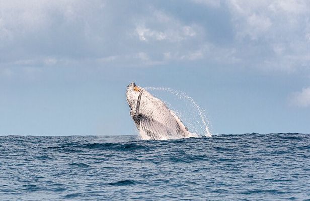 Whale Watching Gold Coast