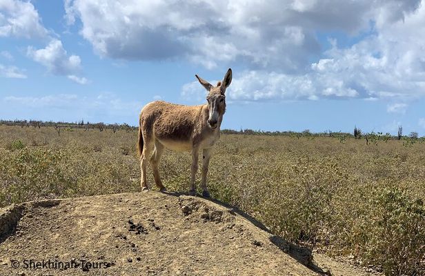 Donkey Sanctuary Tour with a Local Guide 