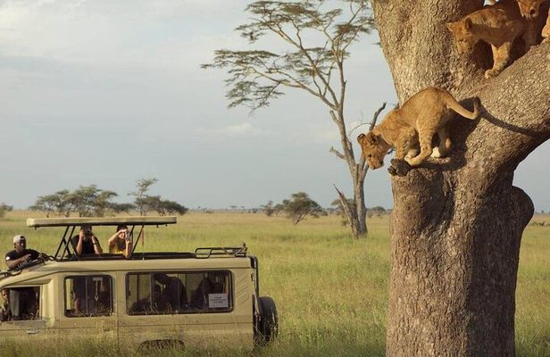 3 Days Safari to Serengeti National Park & Ngorongoro Crater in Tanzania
