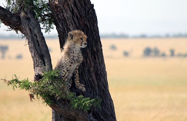 6-Day Tanzania Adventures Safaris - Group Joining Camping Safaris