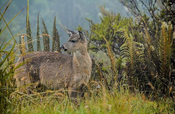 Chingaza National Park Day Tour from Bogotá: Andean Wilderness