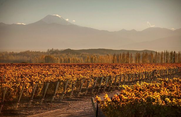 Mendoza Malbec Experience