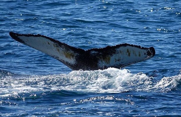 Whale Watching and Marine Life Tour in Reykjavik