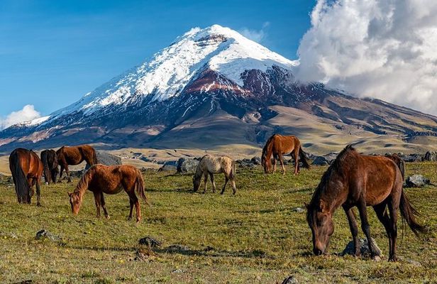 Elevate: A Day's Odyssey to Cotopaxi's Majestic Heights!