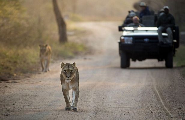 4 Day Greater Kruger Kapama Game Lodge Safari with Panorama Route Journey
