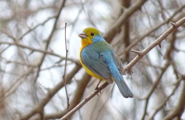 SIerra Madre Highland bird and Tuito