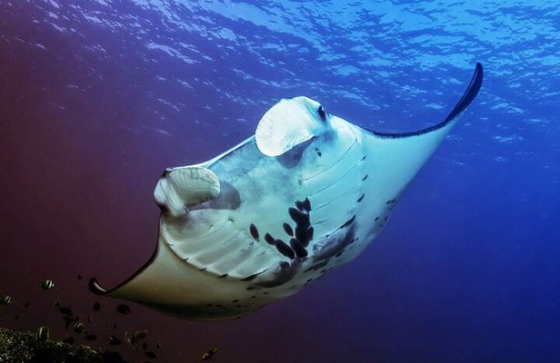 Snorkeling Adventure with East Nusa Penida Tour All Inclusive