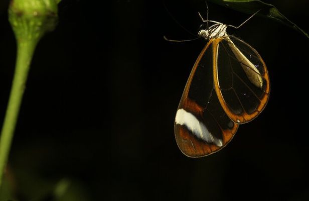 Night Walk Around Arenal Volcano
