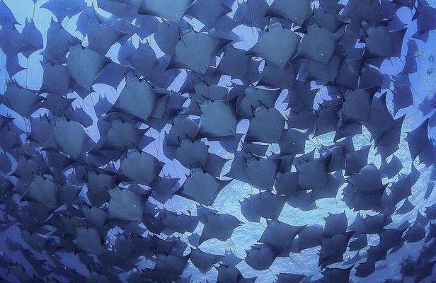 Ocean Safari Snorkel Adventure