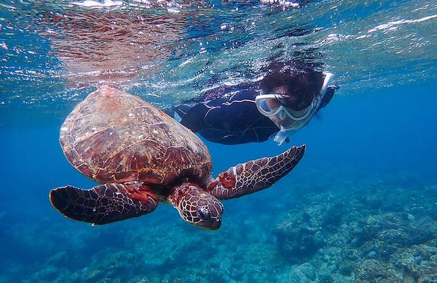 Snorkeling Tour to Swim with Sea Turtles at Yakushima Island