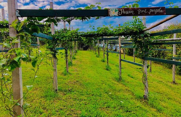 Hamakua Coast Farm Small-Group Walking and Tasting Tour
