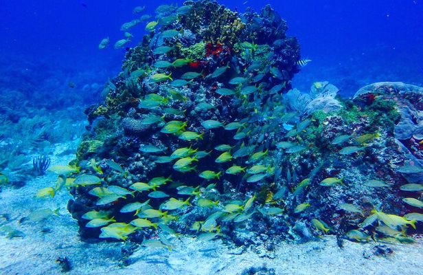 Scuba Diver Certification Course