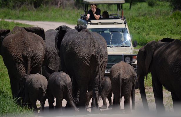 5 Days Private Budget Lodge Safari to Serengeti & Ngorongoro