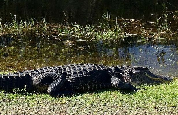 Private Tour of Everglades National Park
