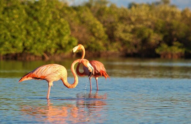 Kayak adventure through the mangroves