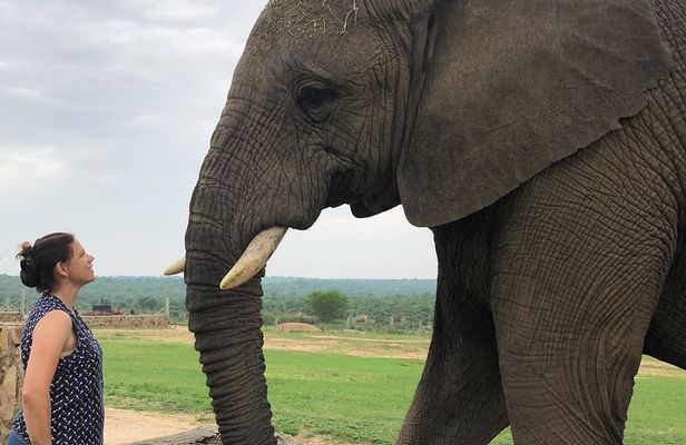 90-minute Elephant Watching Experience in Hoedspruit