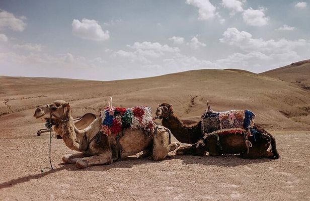 Sunset Camel Ride experience in the Agafay rocky Desert.