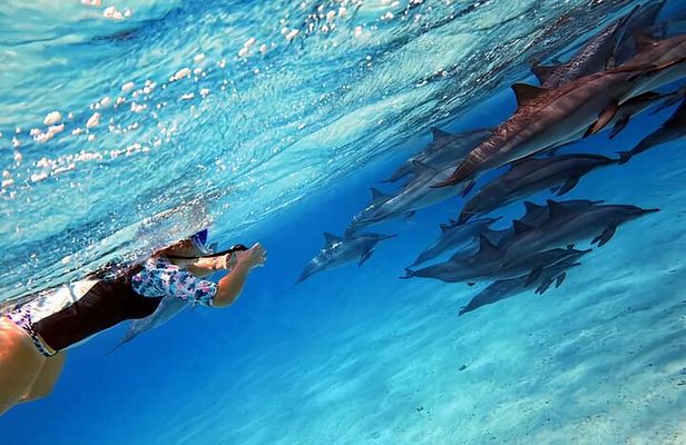 Sataya Dolphin House Snorkel Trip - Marsa Alam