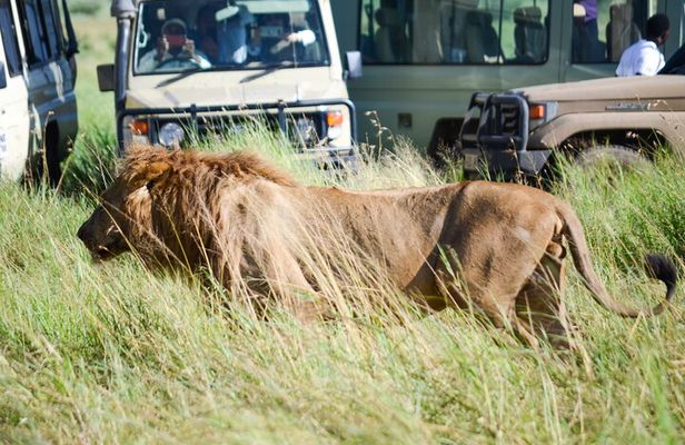 4 Days Tarangire ,Serengeti &Ngorongoro crater group Tour