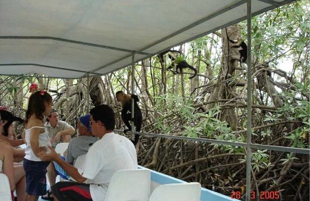 Monkey Mangrove tour