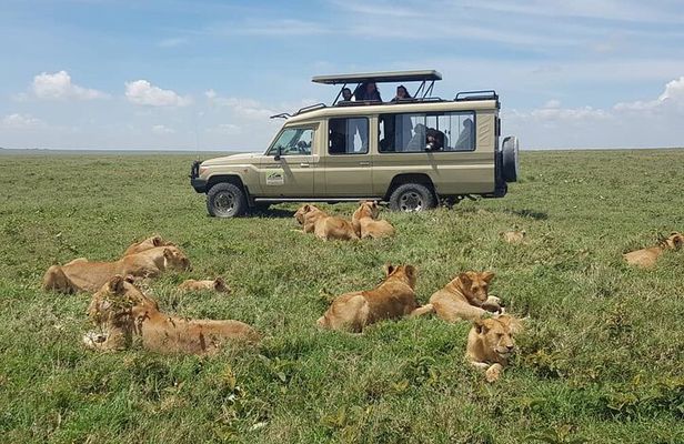 5-Day Northern Tanzania Safari Tour from Arusha