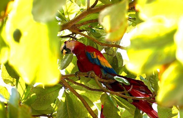 Corcovado National Park Hike - From Uvita