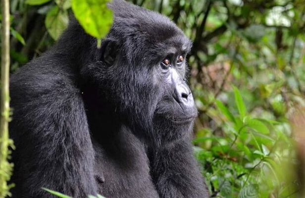 3 days Gorilla Tracking and canoe ride at Lake Bunyonyi