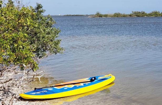 Coastal Wildlife Stand-Up Paddle Adventure