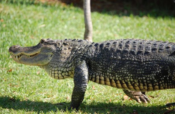 Everglades Admission Ticket with Airboat Ride and Wildlife Show