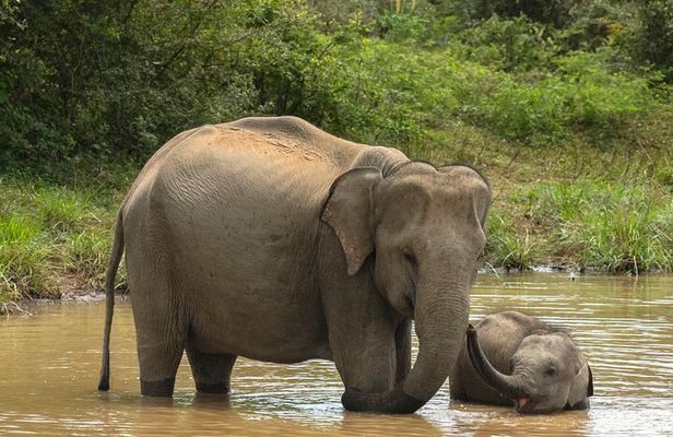 Yala National Park Private Safari Tour