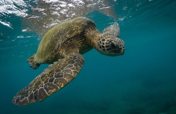 Snorkeling with Sea Turtles in Mirissa (Pickup and Drop included)