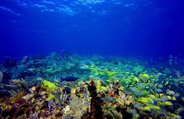 Scuba Diving Adventure WITHOUT CERTIFICATION! Try it today!