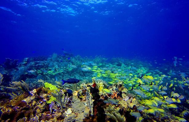 Snorkel at El Farito - The Lighthouse Reservation