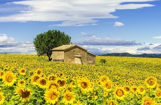 Van Gogh's Provence & Les-Baux-de-Provence - Afternoon Tour