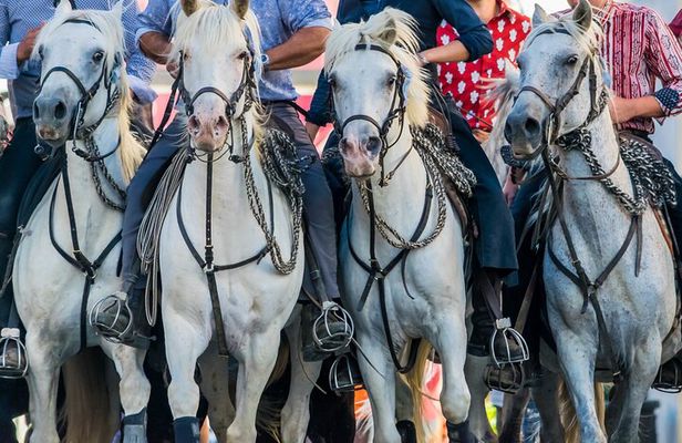 Camargue Small-Group Day Trip from Avignon