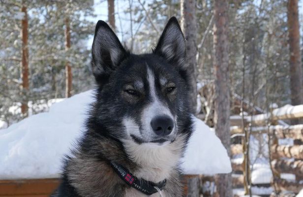 Privat sled trip with husky in the alta valley