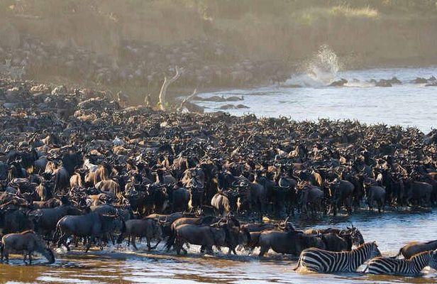 5 Days Tanzania Safari Great Wildebeest Migration