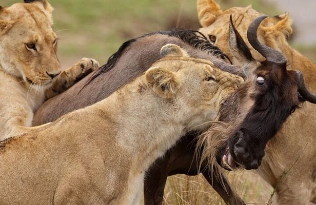 Great Wildebeest Migration Safari in Masai Mara