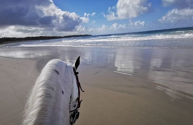 Horse Riding Experience through El Limon Beach