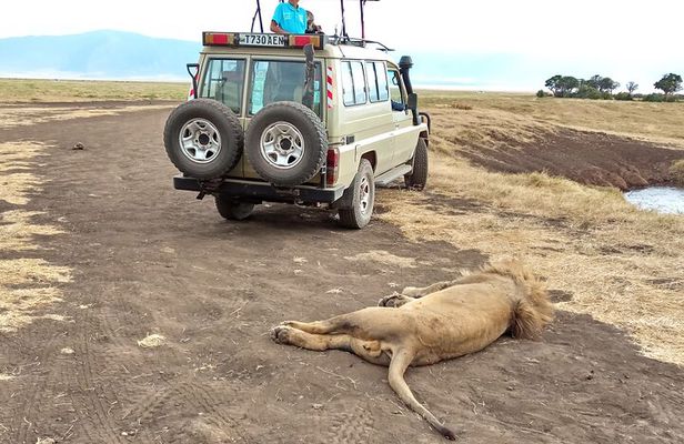 3 Days Exploring Serengeti & Ngorongoro Crater from Arusha
