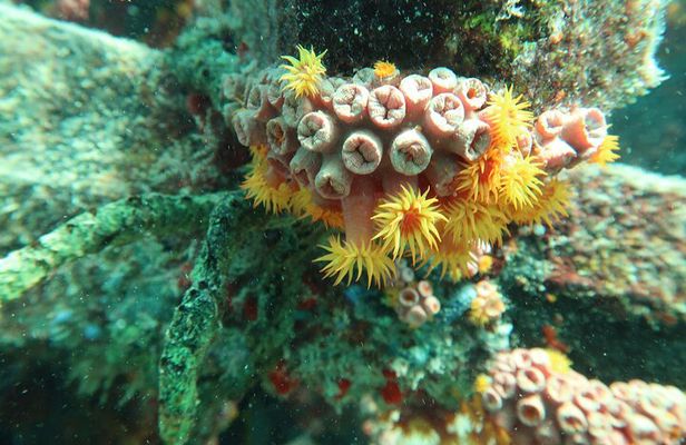 Atlantic Ocean Snorkeling