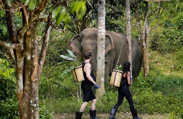 Full-Day Phuket Elephant Sanctuary Tour with Lunch and Dinner