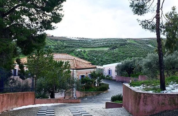 Semi- Private Olive Grove and Dragon Fruit Farm with Tastings