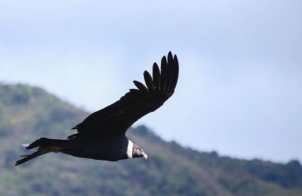 Chingaza Wildlife Páramo Adventure